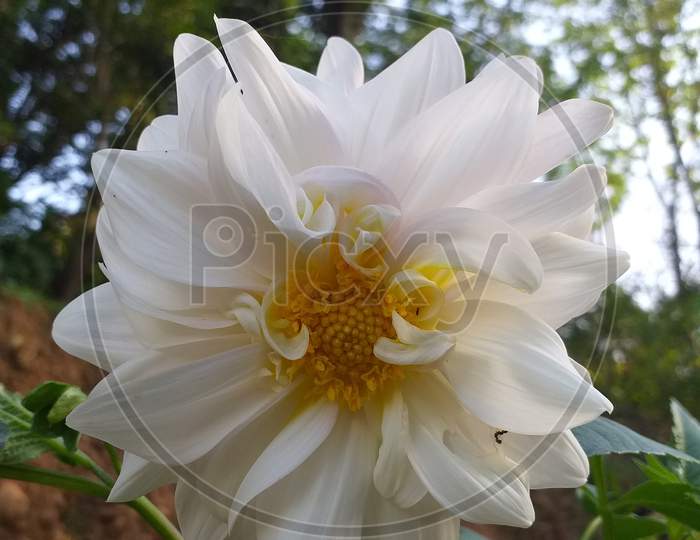 Beautiful natural flower in garden