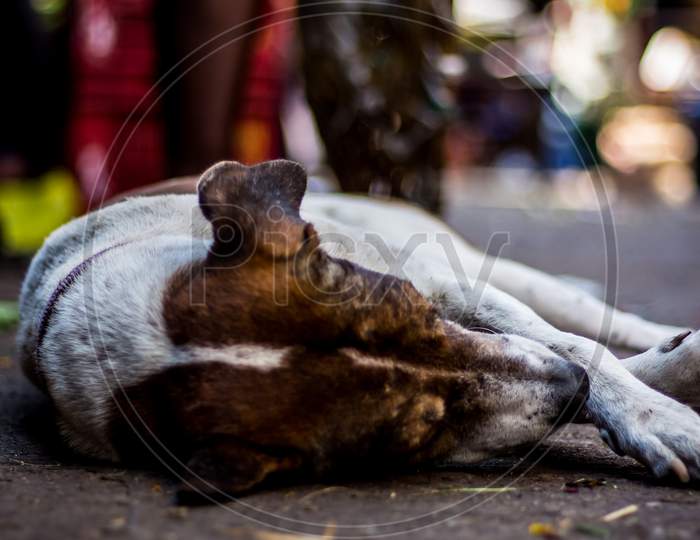 Street Dog Sleeping On Main Market / Bazaar In Chennai, Tamilnadu, India. Stray Dog Sleeping On Street.