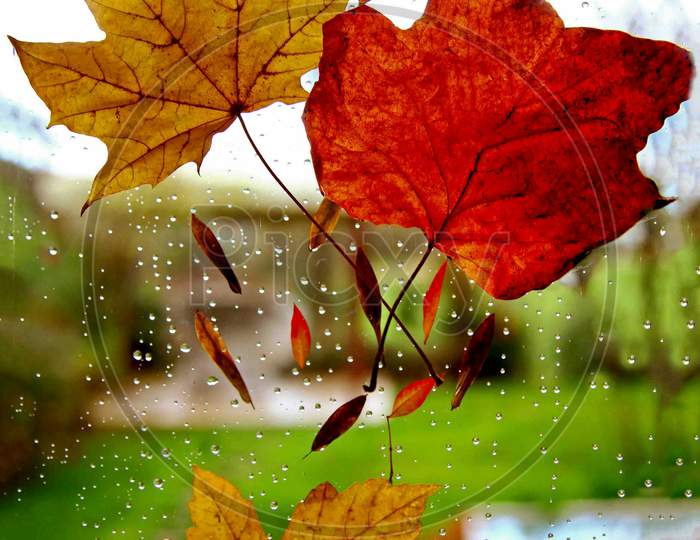 Maple leaf and rain drops