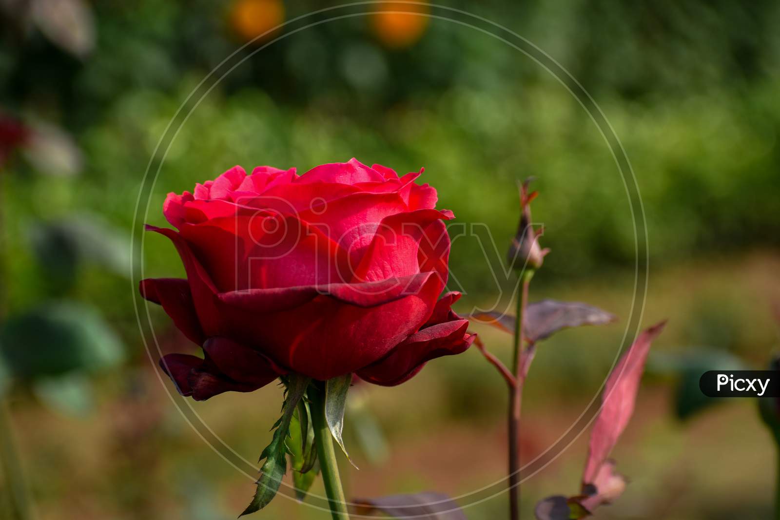 rose flower in spring