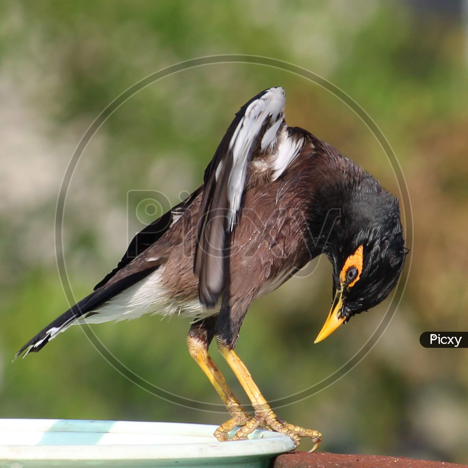 Myna refreshes after taking bath