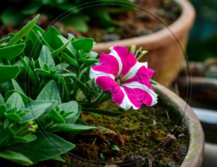Petunias Are One Of The Most Popular Flowers. Petunia Is Genus Of 20 Species Of Flowering Plants Of South American Origin.