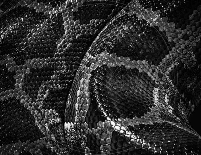 Snake skin