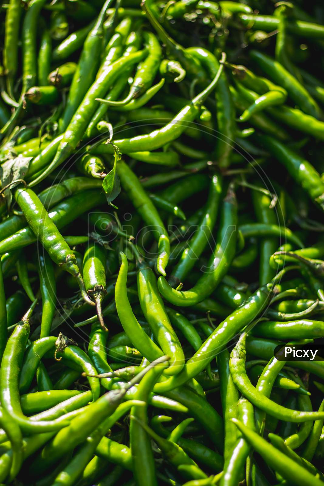 Green Chilli Peppers For Sale At Street Market. Green Chillis Freshly Plucked At The Farm. Fresh Produce Market With Close-Up View Of Pile Of Green Chilli Peppers