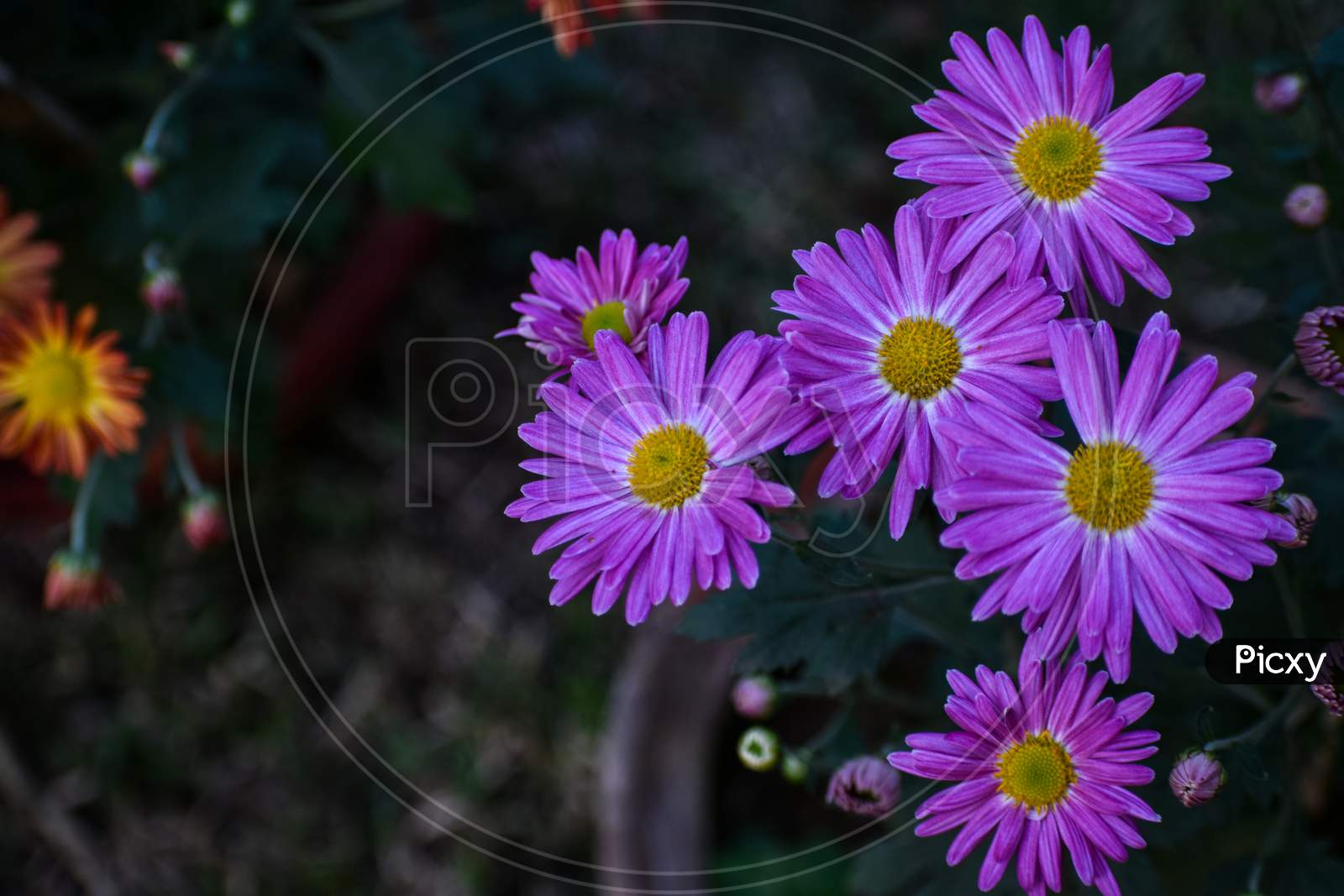 Selective Focus On A Fresh Violet Calendula Flower In A Garden With Background Blur