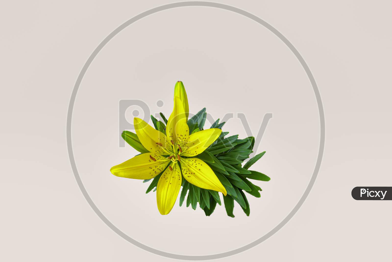 Yellow Lily Isolated On Warm Sunset Color Background