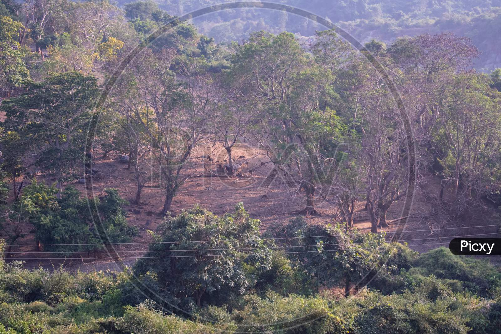 Deer Reserve Captured From Top Of A Hill In Maithon