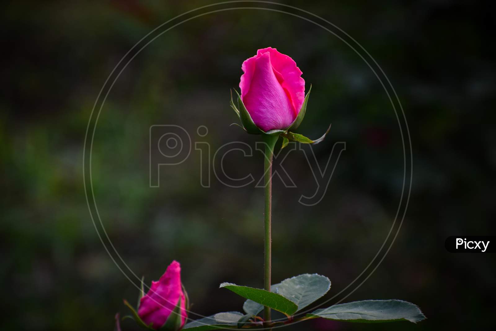 Selective Focus On A Fresh Rose Buds In A Garden With Background Blur