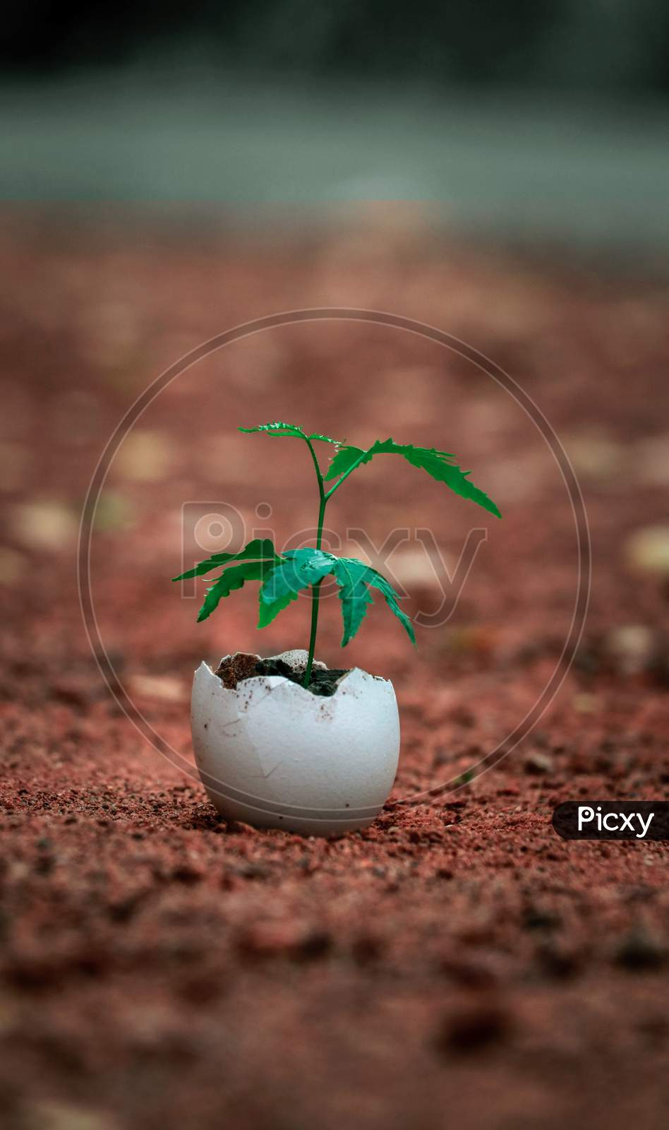 a plant growing in a broken egg shell 