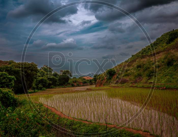 paddy field and clouds