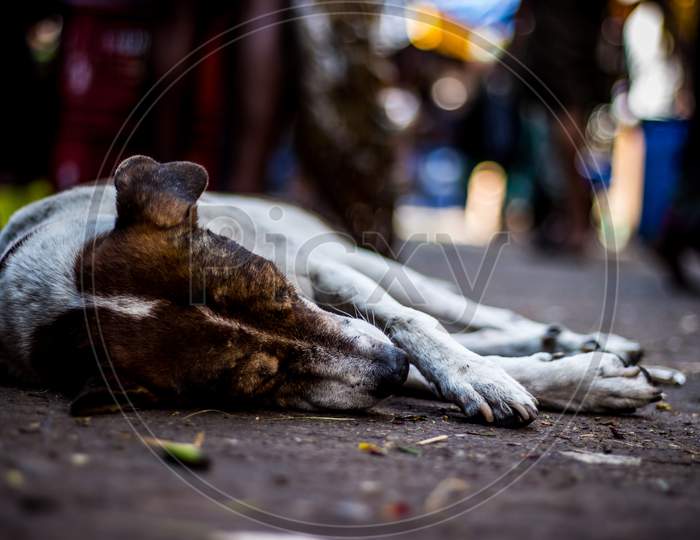 Street Dog Sleeping On Main Market / Bazaar In Chennai, Tamilnadu, India. Stray Dog Sleeping On Street.