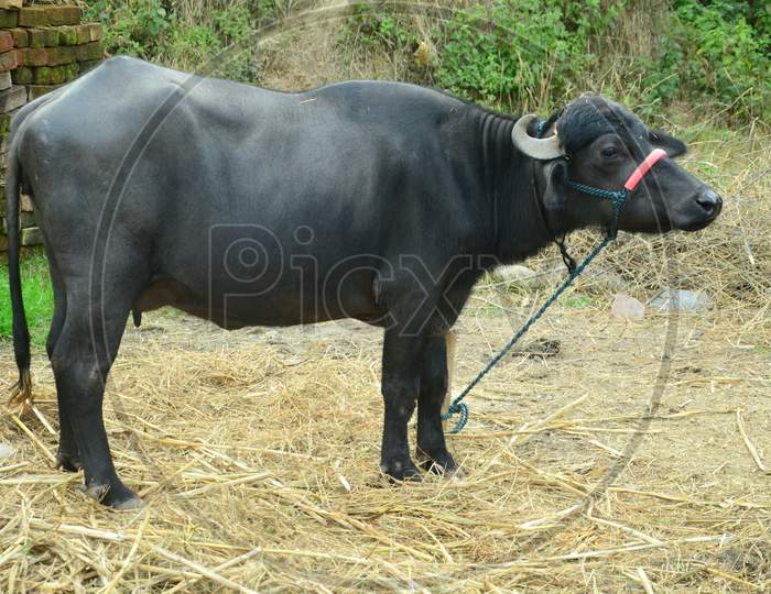 Buffalo In a Cattle Shed Eating Dried grass