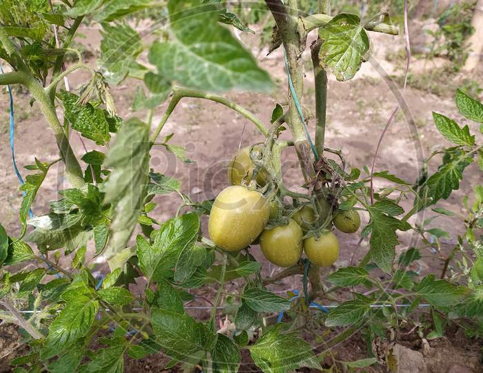 Tomato Plant Closeup In  an Agricultural field