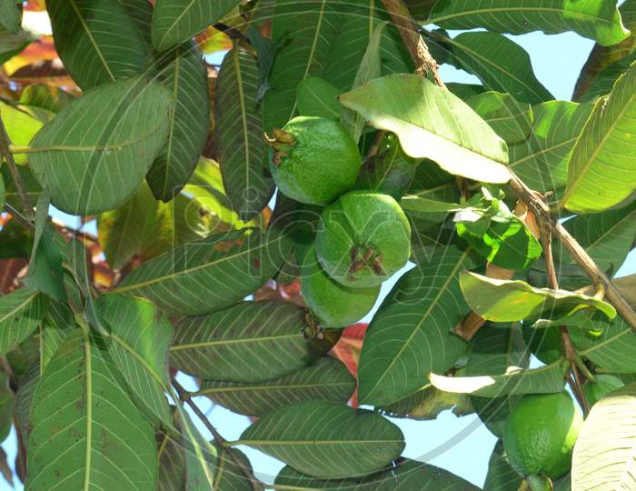 Guava Fruits Growing on Plant