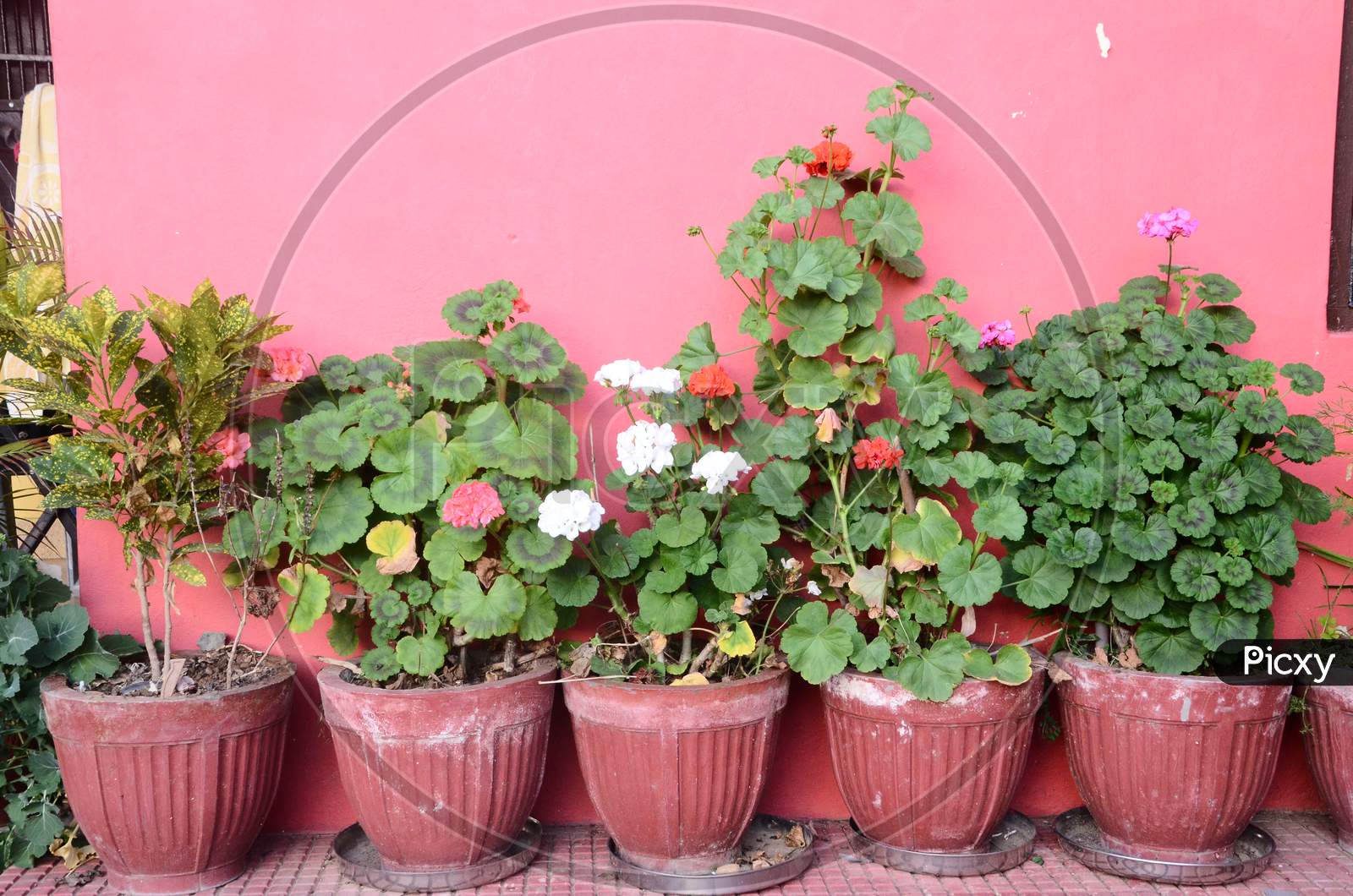 Flowering Plants Growing in pots In a House