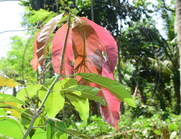 Baby Mango Leaf