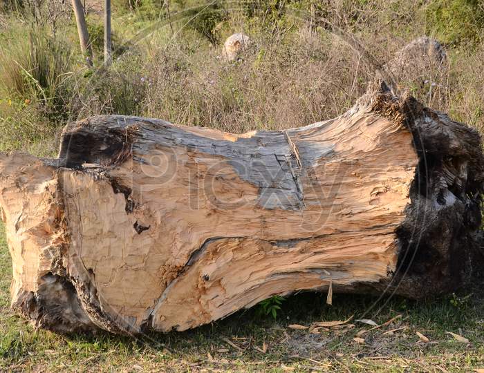 Wooden Log  Closeup
