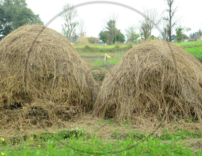 Dried Grass Heap in Fields