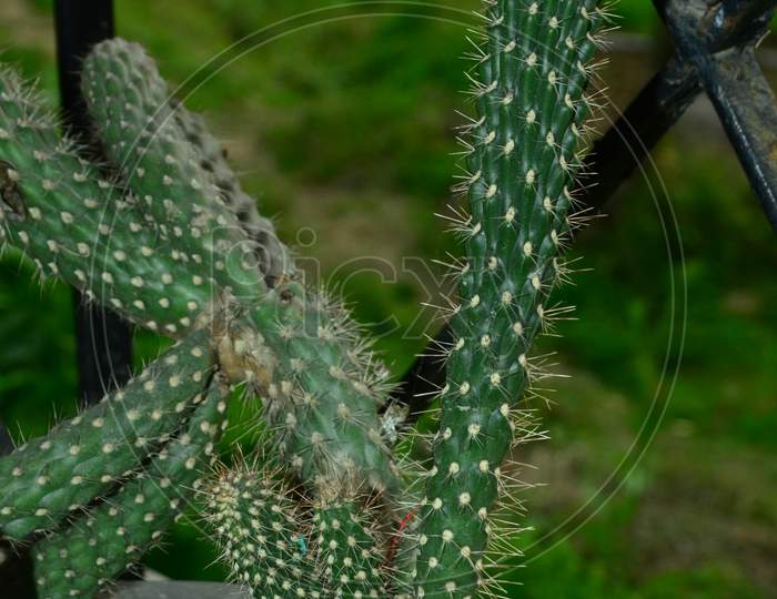 Cactus Plant in a Garden