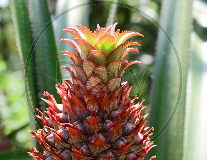Closeup View Of Pineapple In a Village Garden