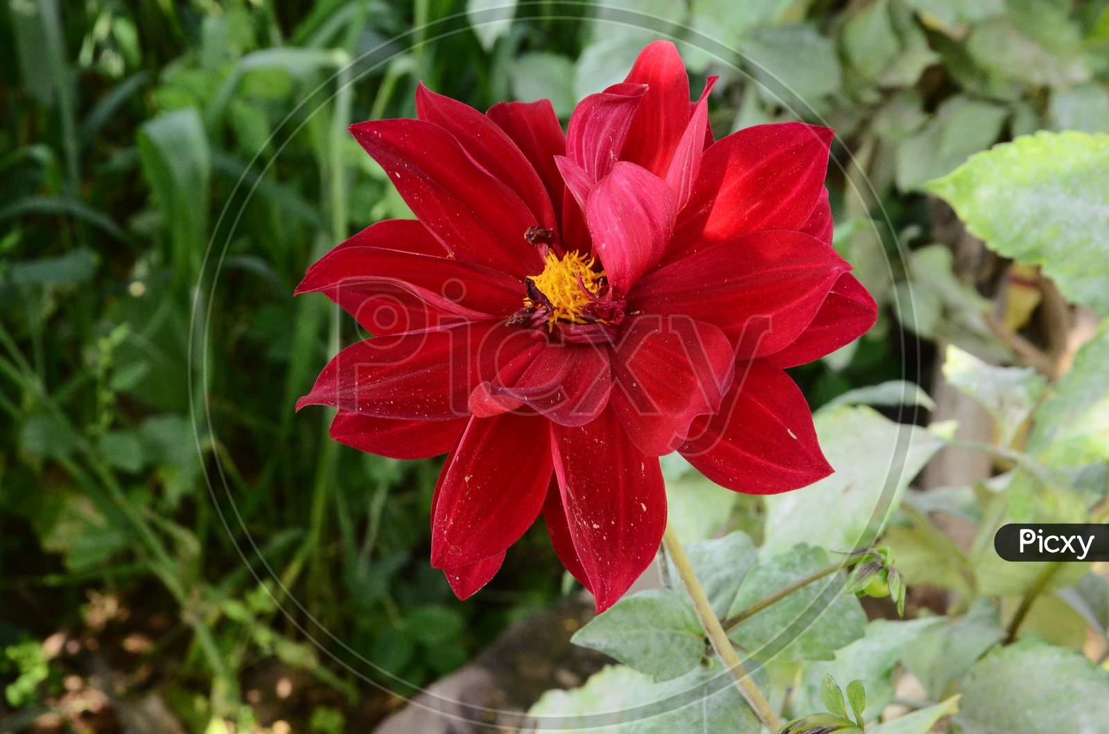 Beautiful red flower plant in the garden