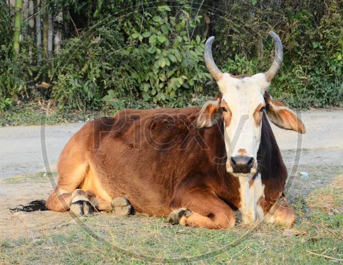 Brown Bull Sitting on Ground India