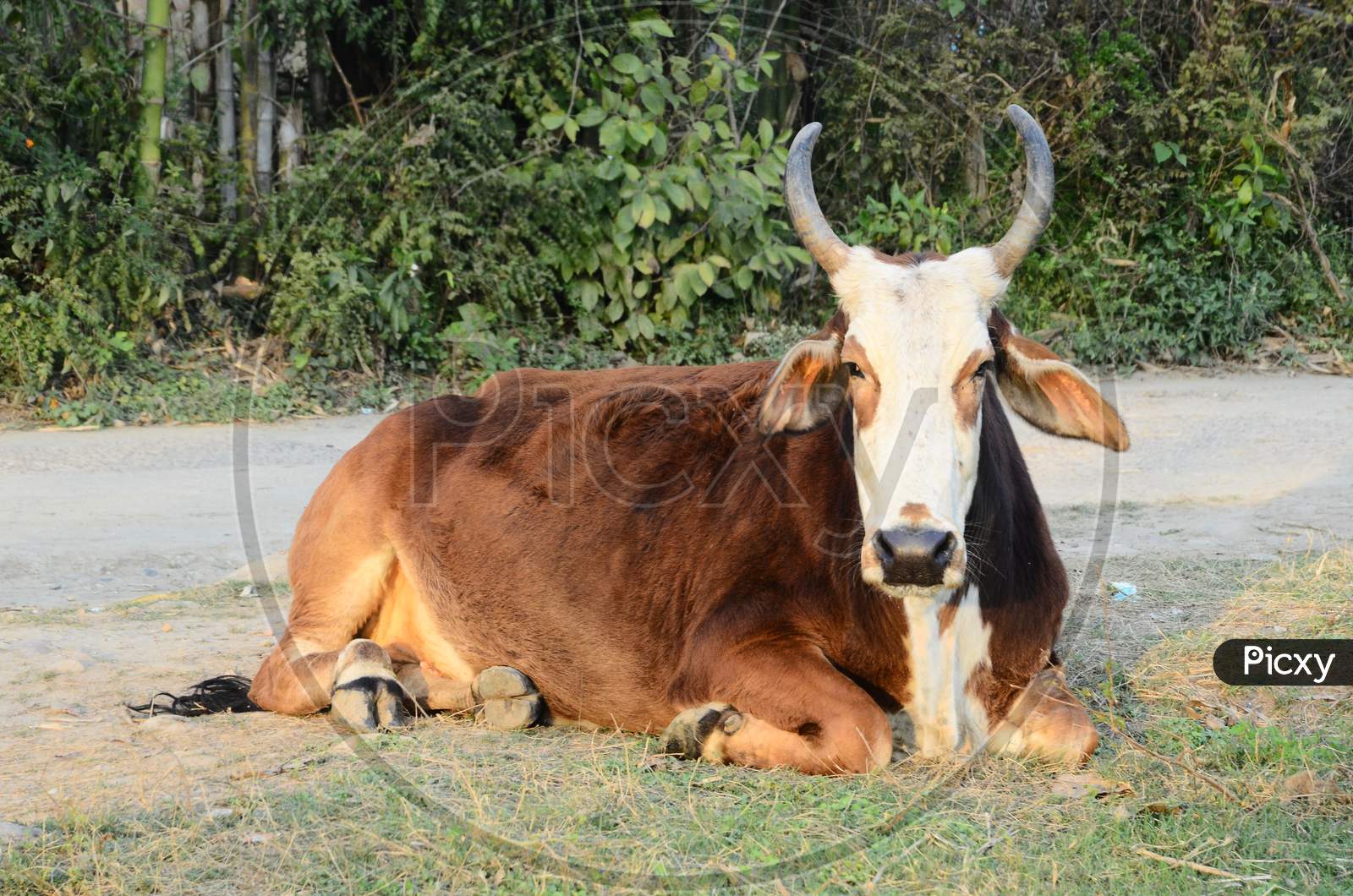 Brown Bull Sitting on Ground India