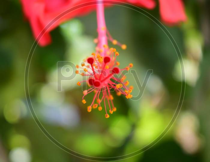 Close Up View Of Bengal Java Flower