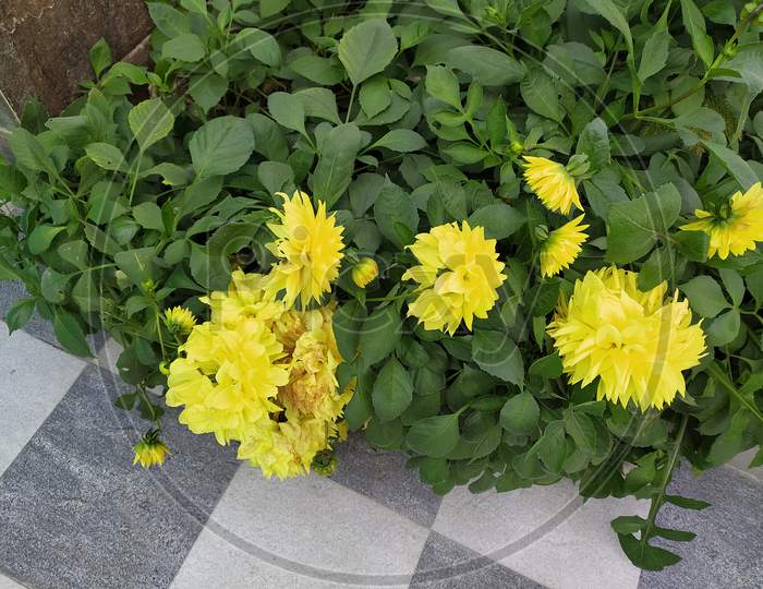 yellow blooming Flowers in a garden
