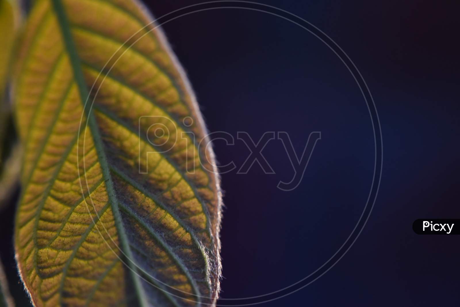 close up of yellow leaf with blur background