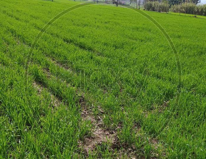 Green Paddy Fields In Rural Villages