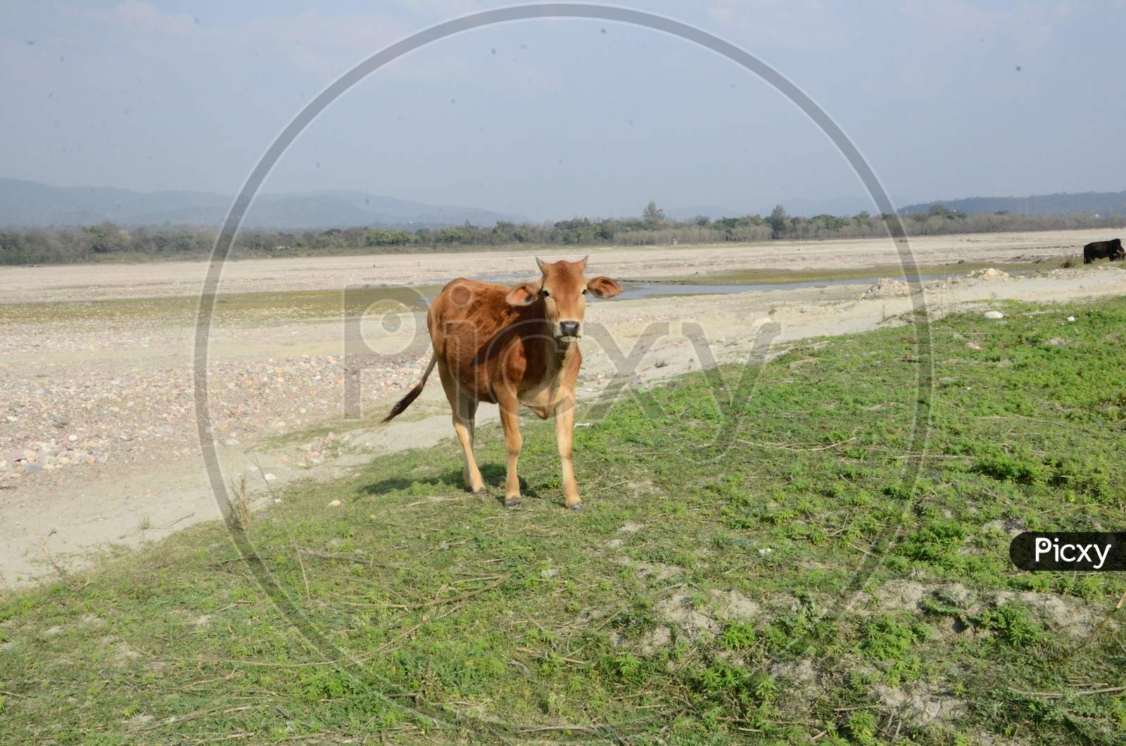 Brown Cow Looking Towards Camera India
