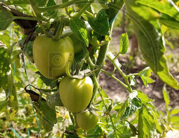 Tomato Plant Closeup In an Agricultural field