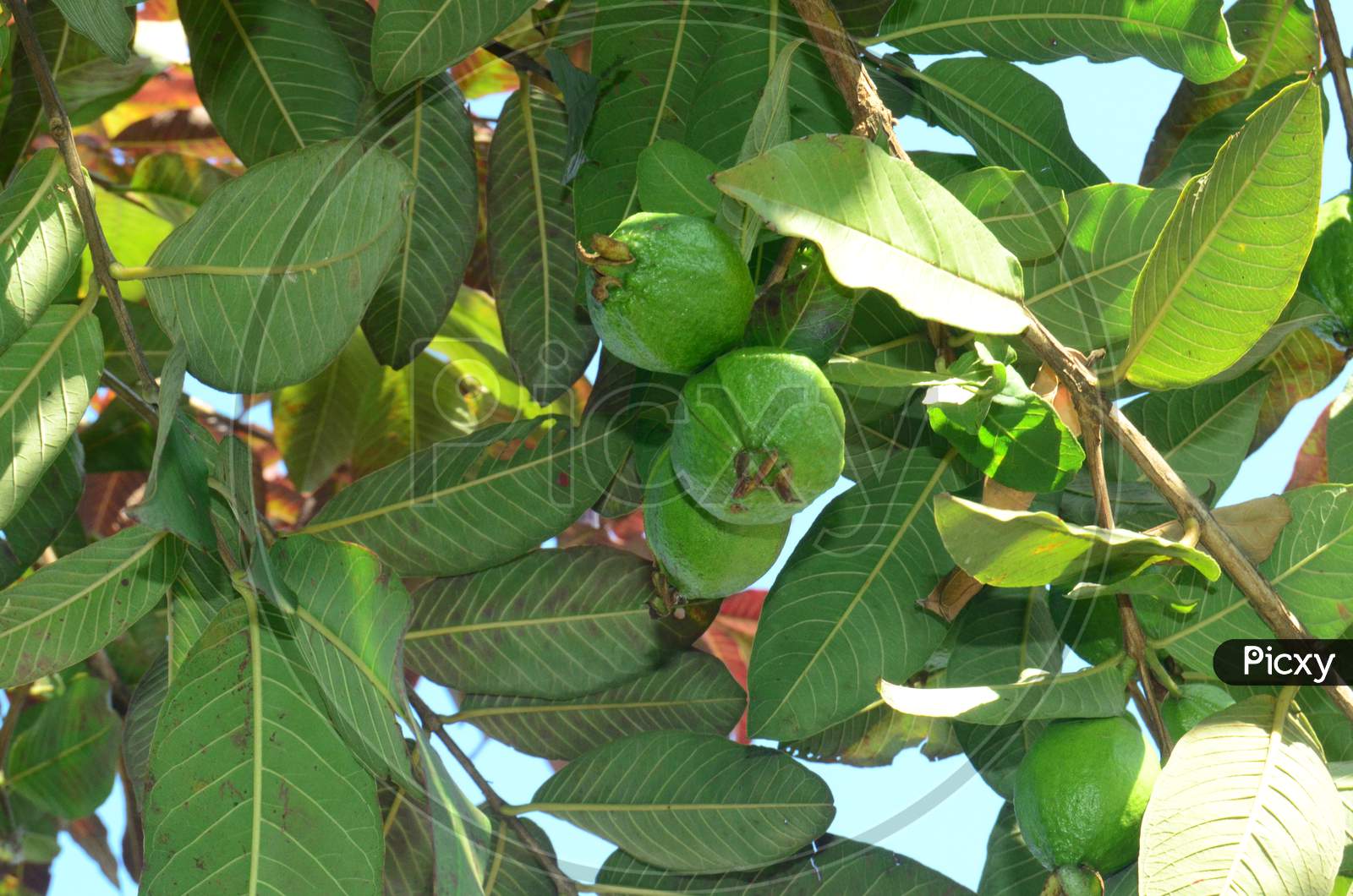 Guava Fruits Growing on Plant