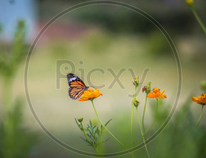 A butterfly sitting on a flower