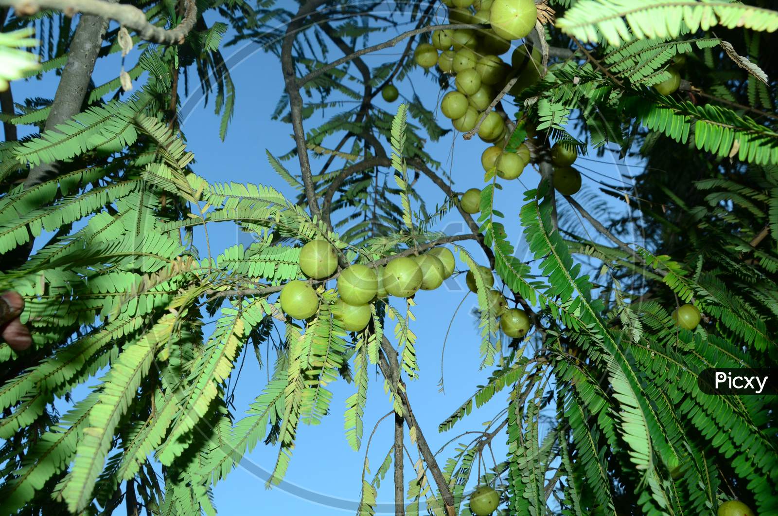 Gooseberry Fruits growing on a Plant