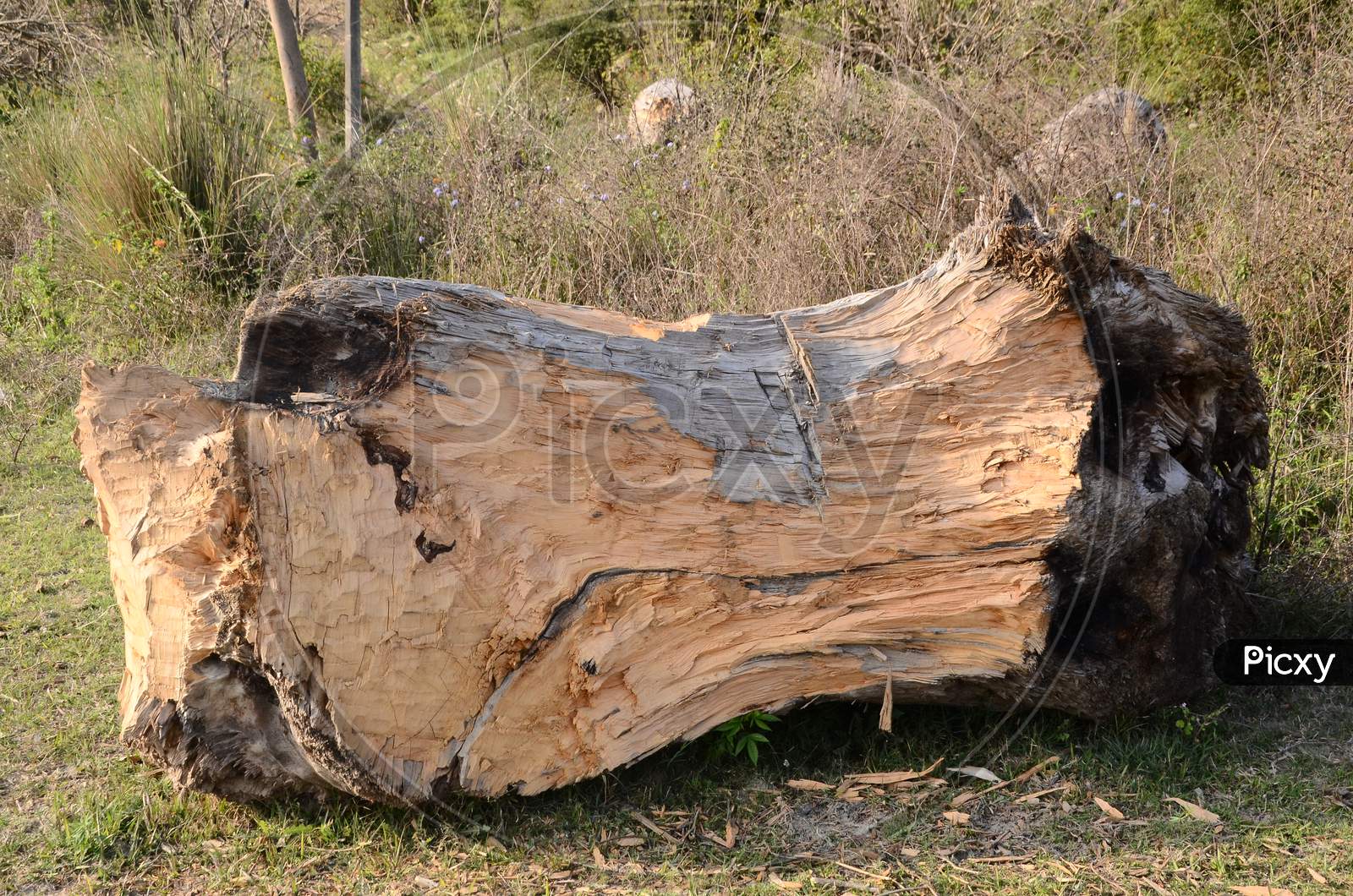 Wooden Log  Closeup