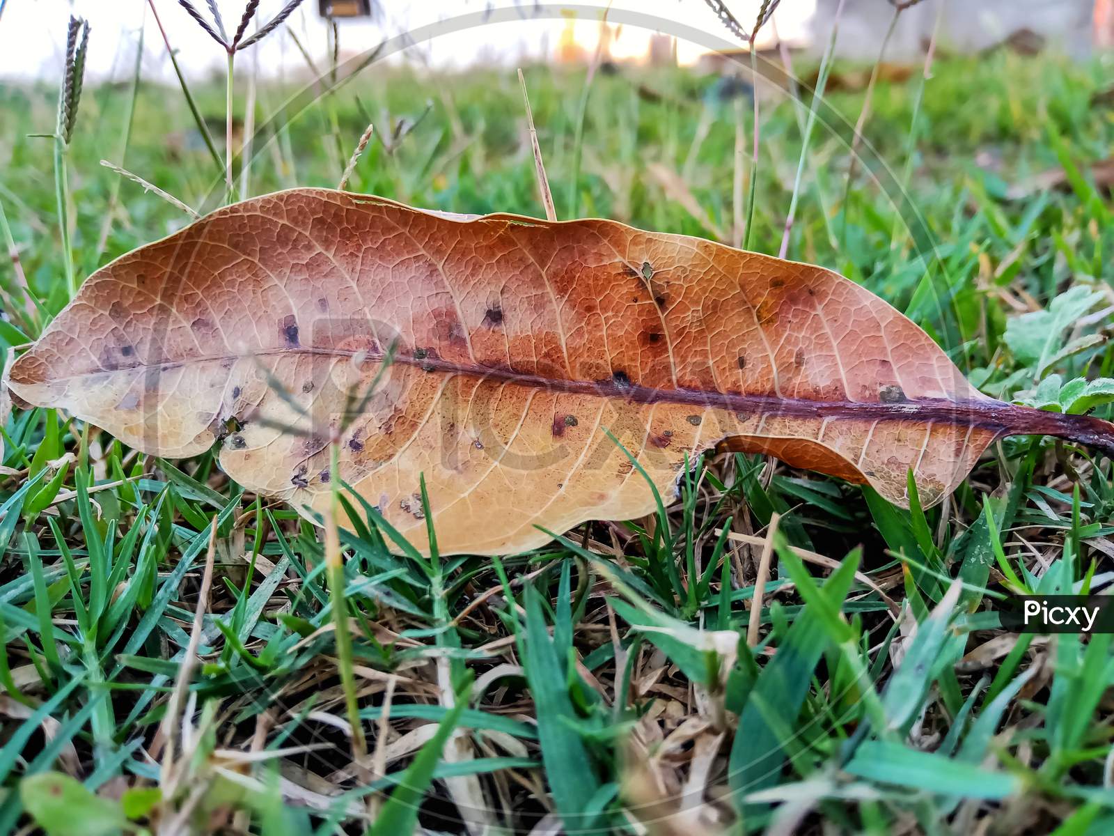 Dropped leaf