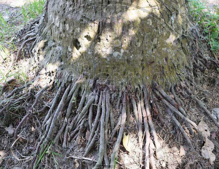 Coconut Tree roots