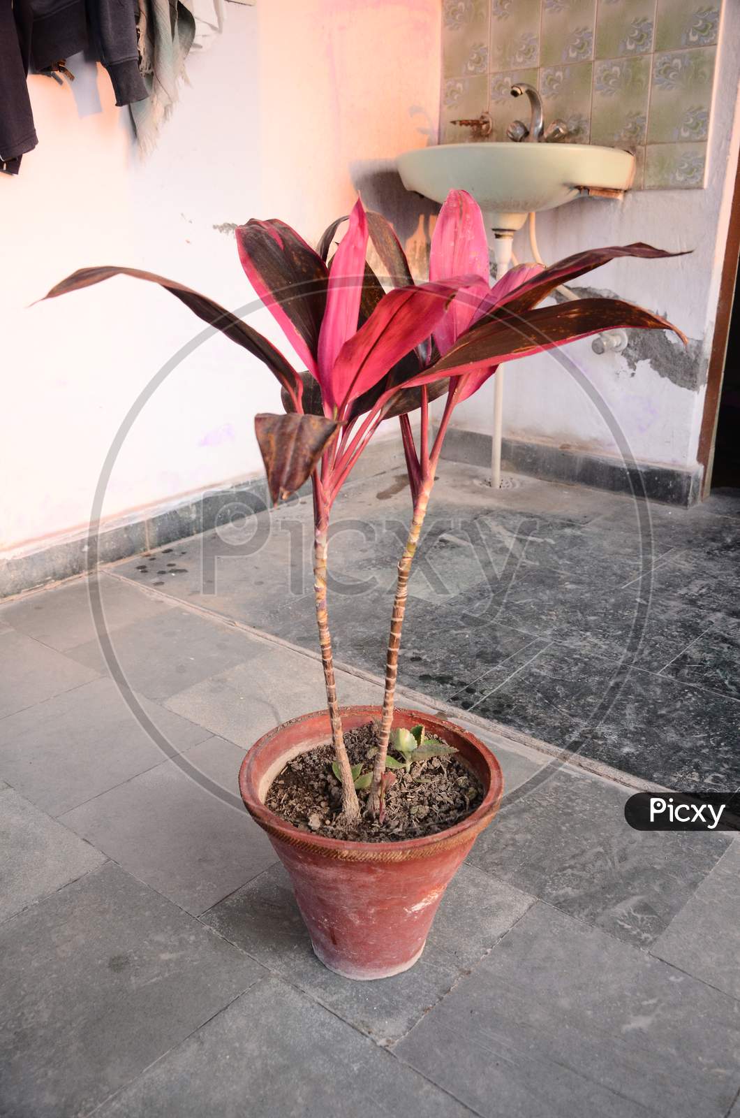 Flowering Plants Growing in pots In a House