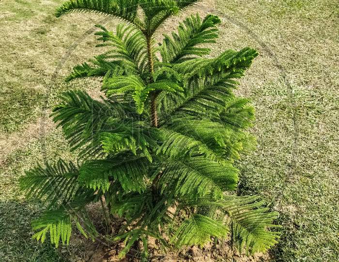 Araucaria luxurians is a species of conifer in the family Araucariaceae. Trees and plants