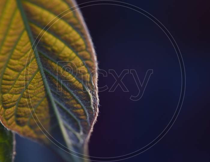 close up of yellow leaf with blur background