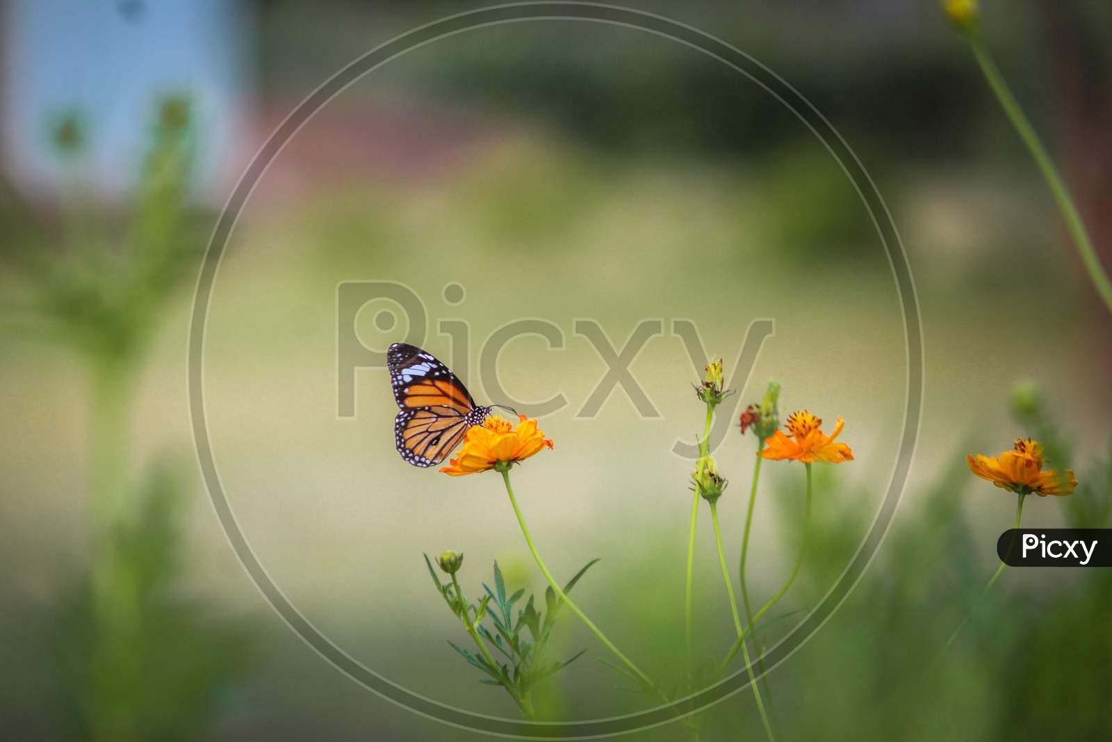 A butterfly sitting on a flower