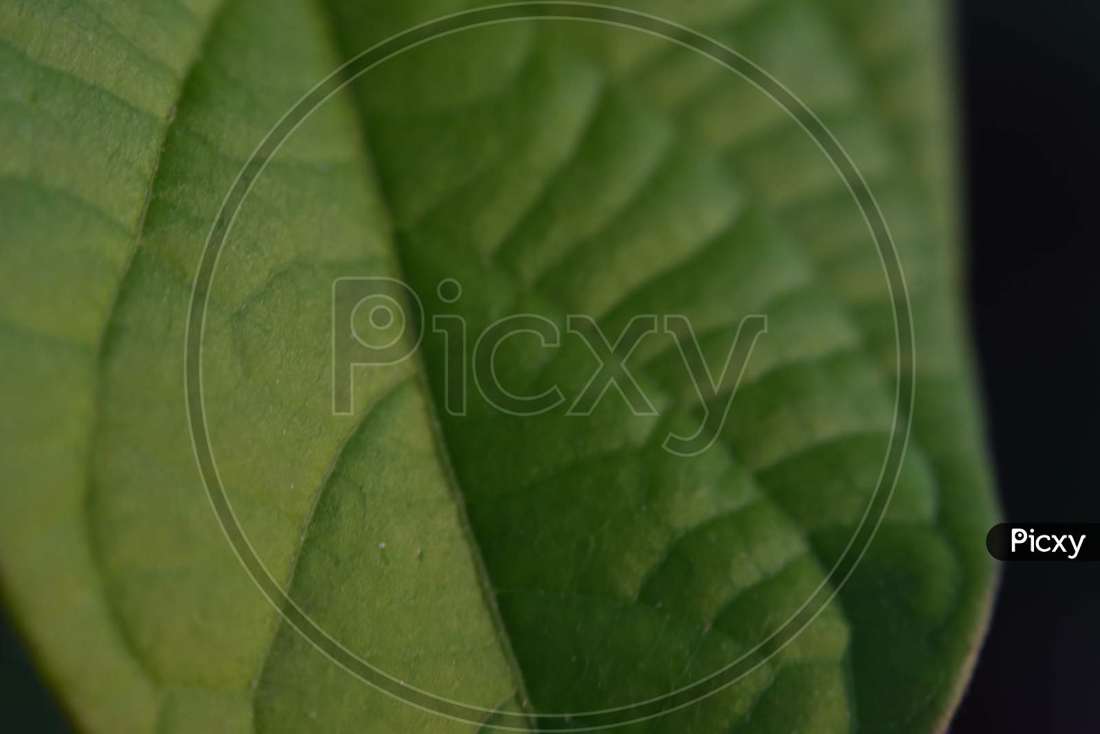 close up of green leaf with blur background