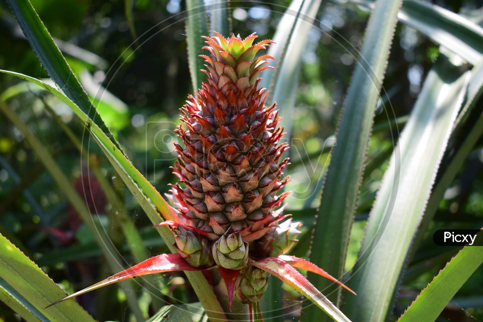 Pineapple Captured In Hot Summer Season In My Village Garden