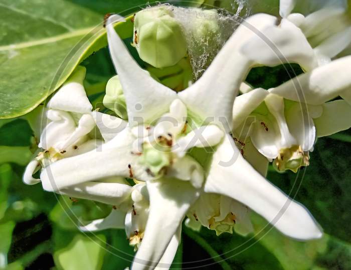 Image of gaint calotropis procera flower