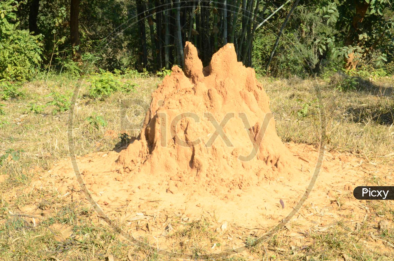 Ant Hill Where Snakes Live