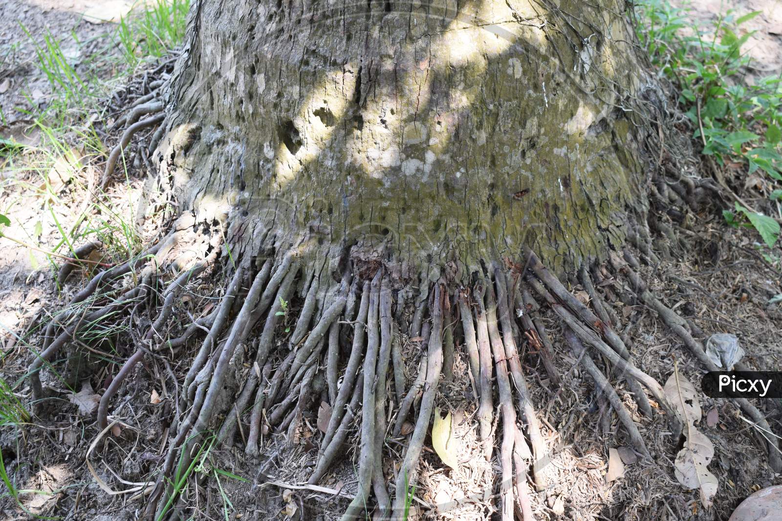 Coconut Tree roots