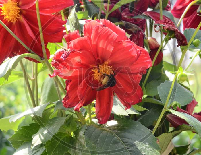 Beautiful red flower in the garden