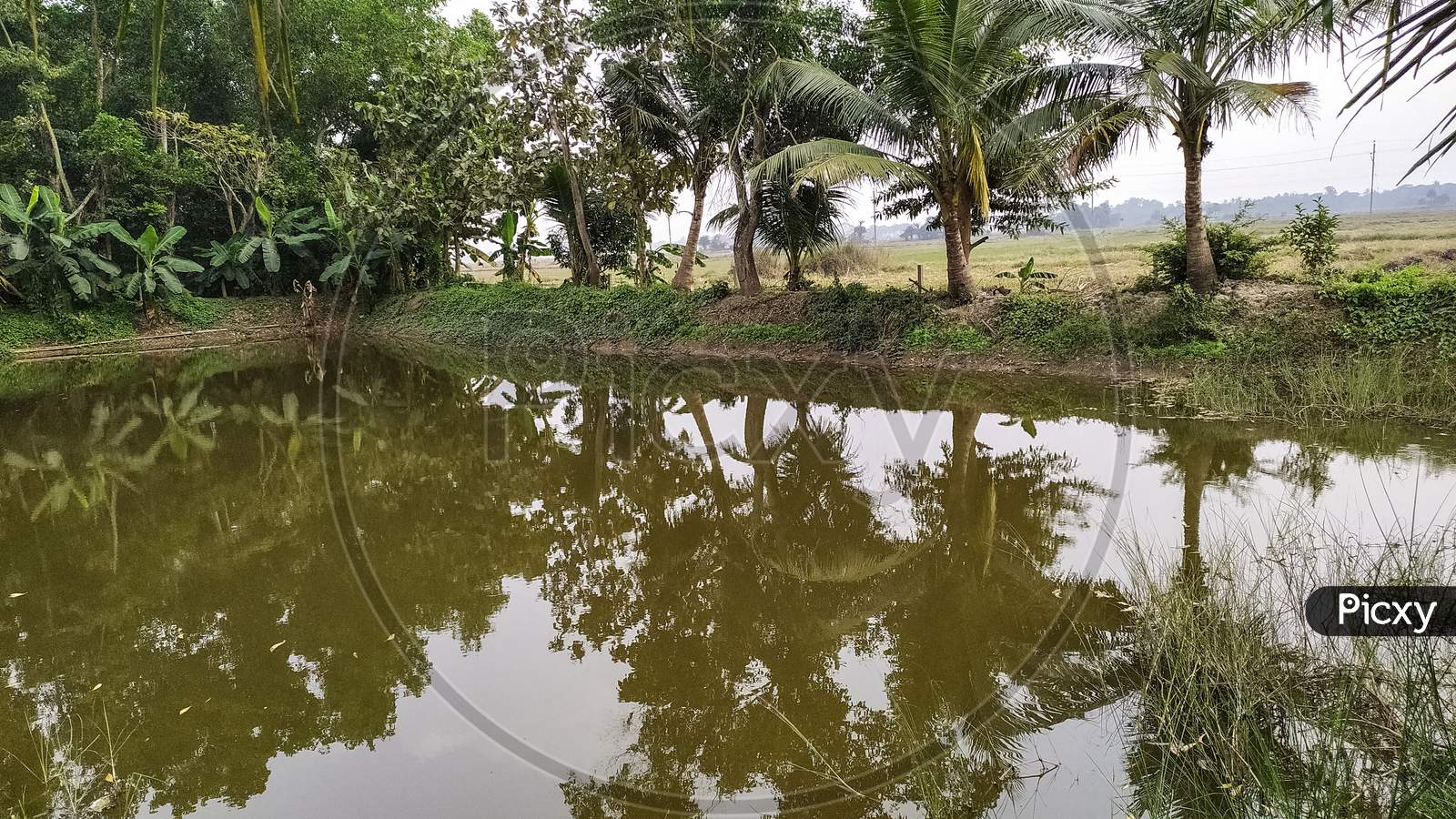 Pond surrounded by coconut trees